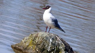 Der "Frühling" kommt Bayreuth Tierpark / Пробуждение ВЕСНЫ Прекрасная природа / "The Natural World"