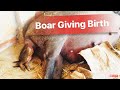 Heo Rừng đẻ con || Wildboar giving birth || Heo Rừng Vĩnh Long