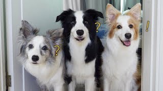 Can Dogs Recognize A Wrong Name? Calling Names of Dogs More Difficultly Border Collie Triplets