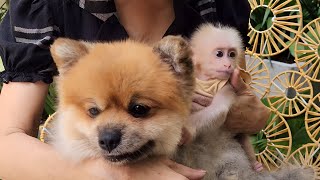 Baby monkey SUGAR Funny Hides from Grandma & Gets Delicious Milk
