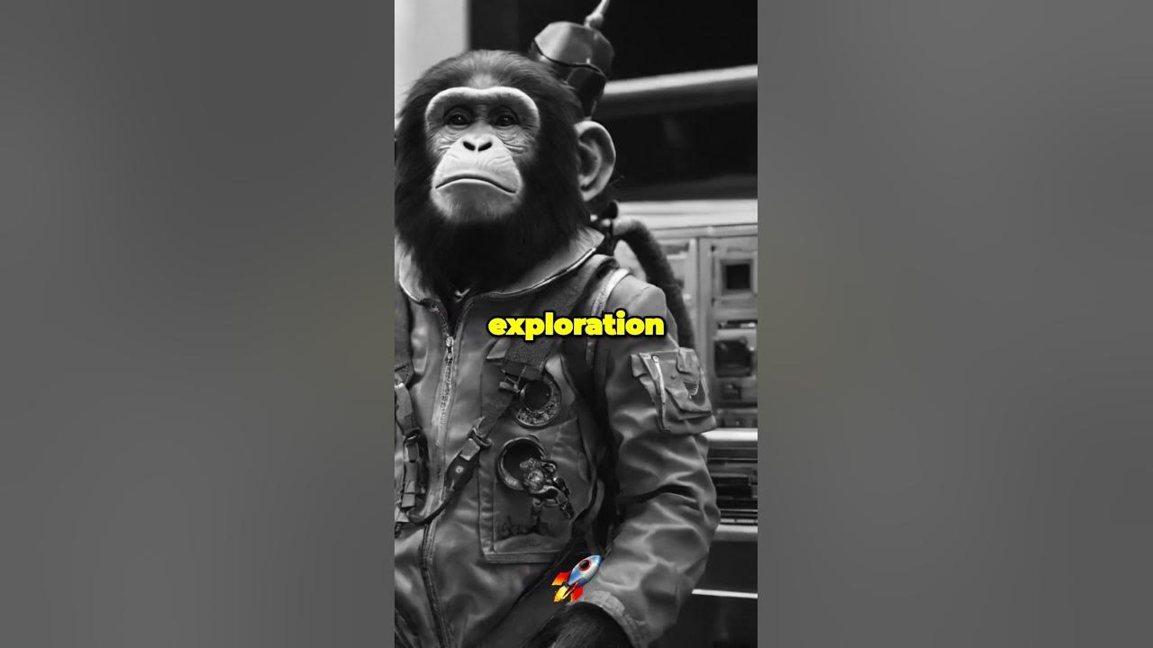 Meet Enos The Incredible Astro Chimp who Launched Humans into Space