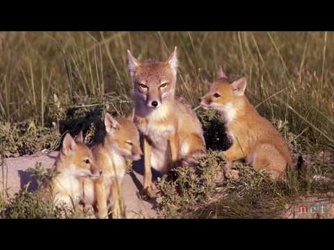 The Swift Fox | Nebraska Stories | NET Nebraska