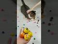 Cat Barsik Marbles 🌈😃 Reverse video #marblerunandmore #cat