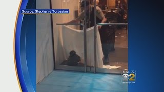 Eagle Released To Wildlife Rehab Center After Being Rescued Near Chicago Hotel