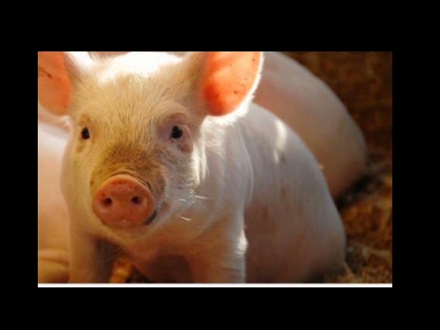 Tips mengatasi ternak babi yang tidak ada nafsu makan disertai sakit demam, mencret dan sesak napas class=
