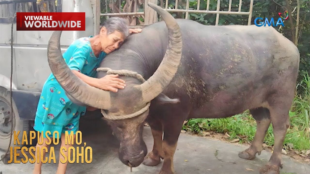67-anyos na lola, nagpaalam sa kalabaw na mahigit 30 taong inalagaan | Kapuso Mo, Jessica Soho