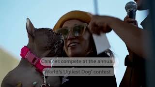 Worlds Ugliest Dog Contest In California Draws Crowds Reuters