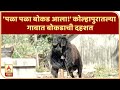 Kolhapur Goat Trouble | 'पळा पळा बोकड आला!' कोल्हापुरातल्या गावात बोकडाची दहशत, गावात सूचनेचा बोर्ड