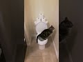 Cat using toilet and Flushes 2/2