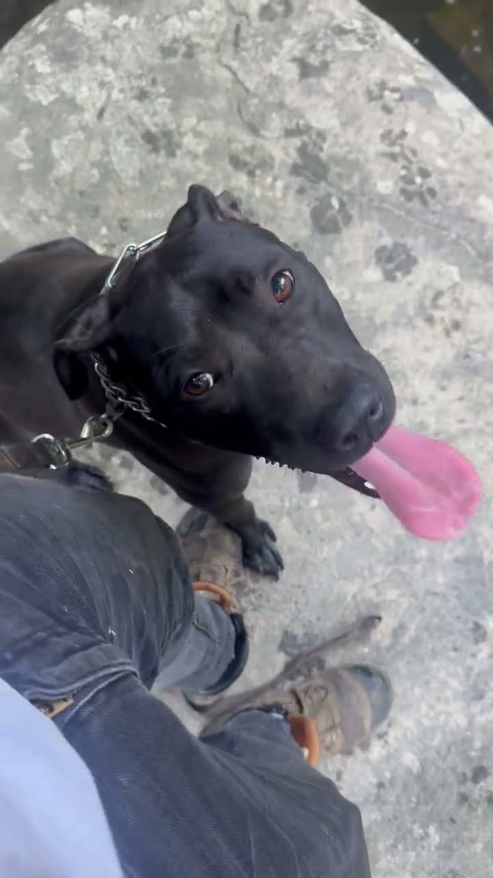 Meet Mellow a Mixed Breed, Large (over 44 lbs fully grown