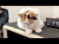 母を許せず一日中ふてくされる猫