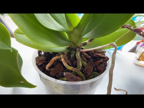 Video: Hava Köklerini Kırpmak Faydalıdır - Bitkilerde Hava Köklerini Nasıl Kırpacağınızı Öğrenin