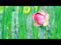 无菌技术 四川大学华西医学中心 2005年 无菌技术 四川大学华西医学中心 2005年