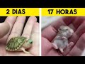 Asi Es Como Lucen Estos Animales RECIEN NACIDOS