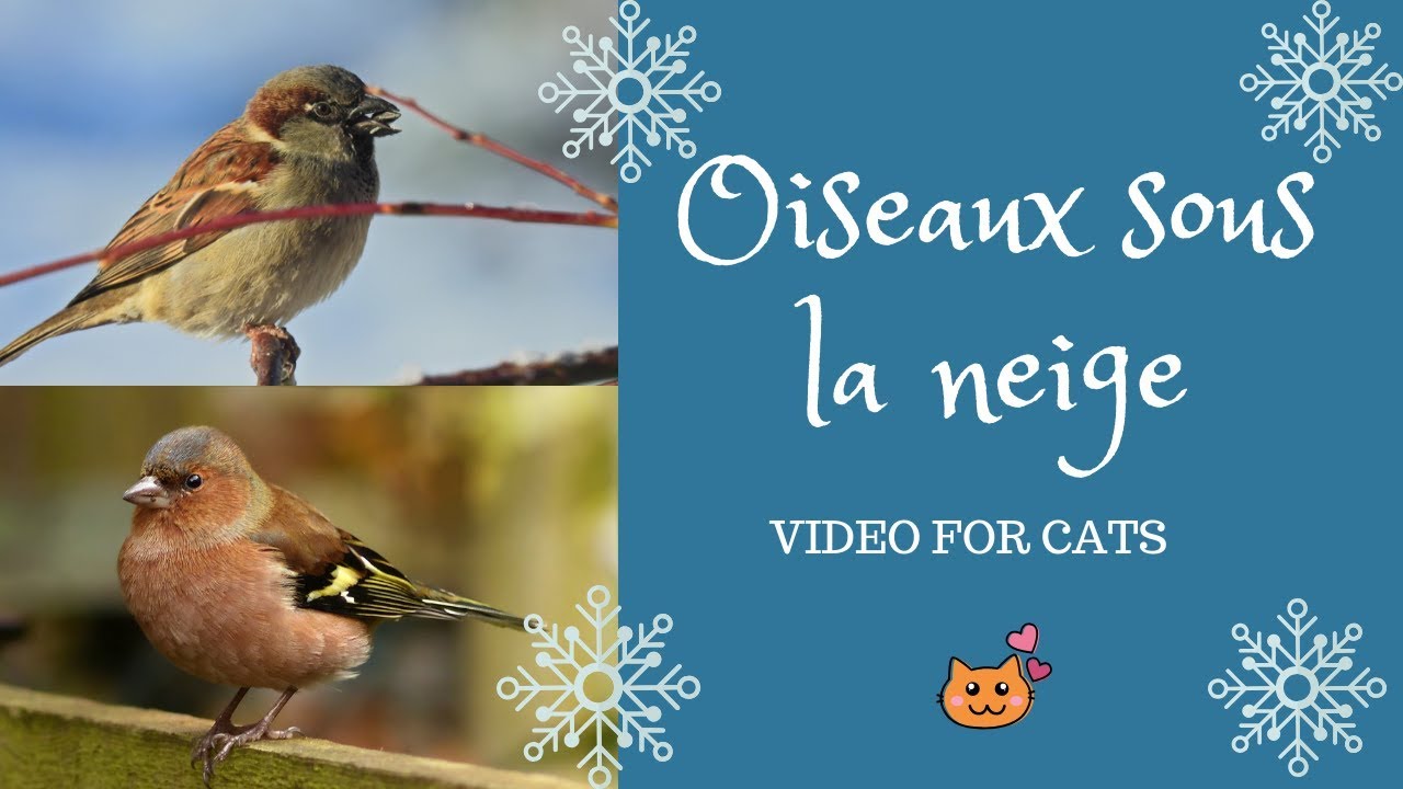 Oiseaux Enneigés Video For Cats Oiseaux Du Jardin Sous La Neige