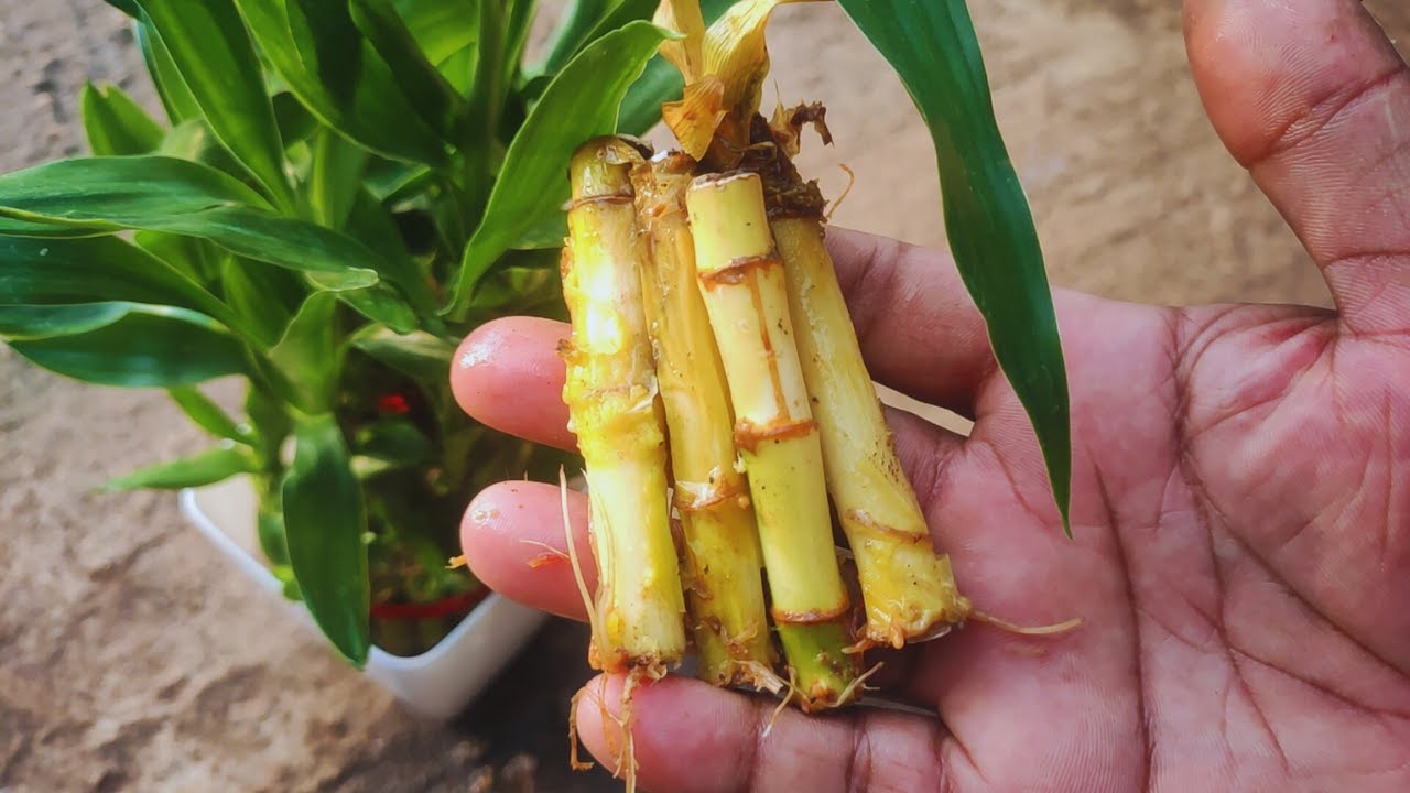 Lucky Bamboo Stalk Turning Yellow YouTube Lucky Bamboo Stalk Turning Yellow YouTube