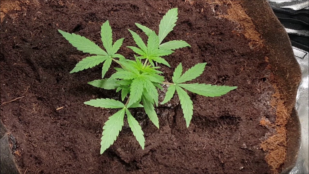 Growing LARGE In small Spaces S 1 Ep 2 Fastbubs WCOG Autoflower Spektrum King Closet Case