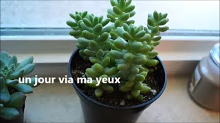 A Day Through My Eyes French Ii