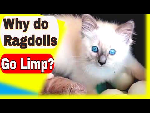 ვიდეო: Ragdoll Cat Cat ჯიშის ჰიპოალერგიული, ჯანმრთელობისა და სიცოცხლის ხანგრძლივობა