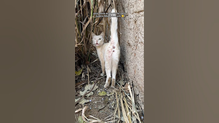 Ela pariu 4 gatinhos e veio nos pedir ajuda 😢🐱 #gata #gatos #gatosfofos #gato #gatofofo #gatinhos