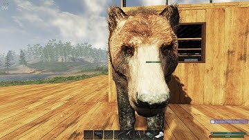 Subsistence Community Server-Grizzly up close and personal