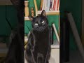 Find a perfect book match with the Three Sentence Rule! #caturday #books #reading #readers #booktube
