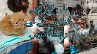 Booking Available Age 17 days Persian kitten 🐈🐾 #catlover #persiancatgujranwala #shorts by persian cat Gujranwala 379 views 2 months ago 2 minutes, 12 seconds