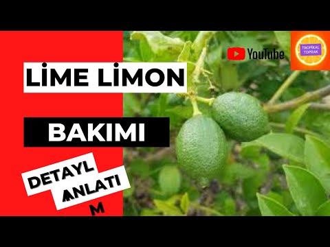 LİME limon bakımı-lime limon kaç kg meyve verir? #tropikaltoprakalanya  #limelimon