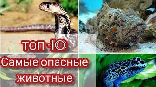 ТОП 10. САМЫЕ ОПАСНЫЕ ЖИВОТНЫЕ В МИРЕ. САМЫЕ ЯДОВИТЫЕ ЖИВОТНЫЕ НА ПЛАНЕТЕ. ЖИВОТНЫЕ УБИЦЫ