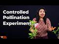 Controlled Pollination Experiment | Emasculation and Bagging of Flowers