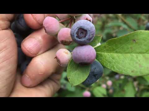 וִידֵאוֹ: קציר צמחי אוכמניות - למד מתי ואיך לקטוף אוכמניות