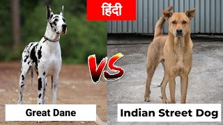 Great Dane Vs Indian Street Dog in Hindi | Dog VS Dog | PET INFO | Which One Best For You as Pet? by PET INFO 5,698 views 2 years ago 4 minutes, 18 seconds