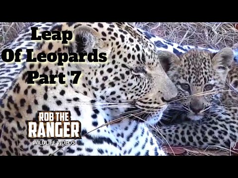 Leap Of Leopards: Mother And Cubs (7): Relaxing Near A Meal