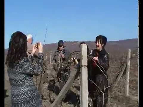 Видео: Бетонни вълни в лозята