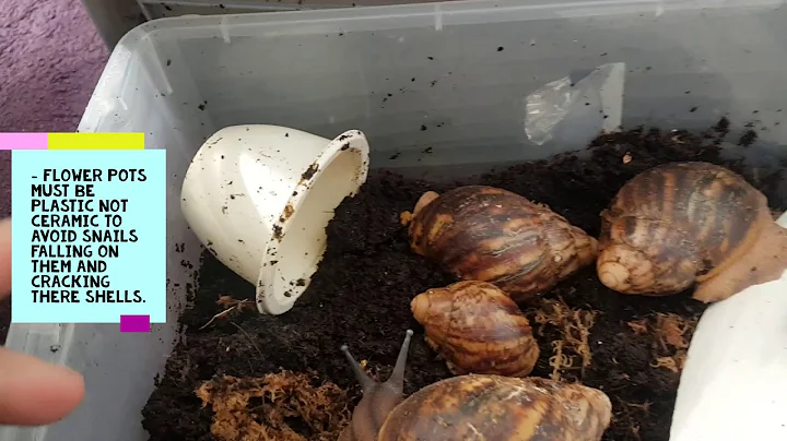 Giant african land snails - basic care