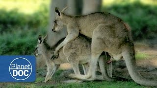 Relationship & Animal Mating | Sexual Conflict - Documentary