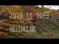 福岡県　油山の紅葉　ジャックラッセルテリアと低登山