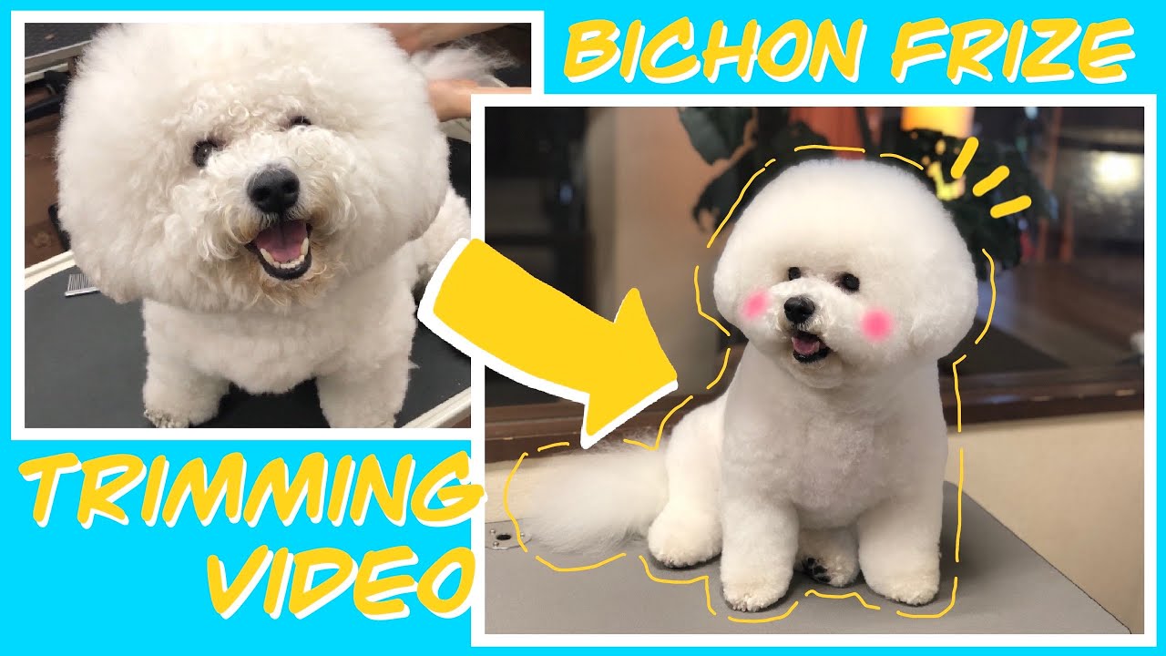 ビションフリーゼのトリミング動画 Bichon Frize Trimming Youtube