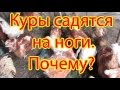 Куры  садятся на ноги.Почему?