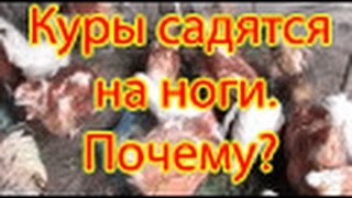 Куры  садятся на ноги.Почему?(Куры садятся на ноги.Почему? Причин падежа птицы на ноги существует много. Это и нехватка витаминов, однооб..., 2016-09-29T07:53:42.000Z)