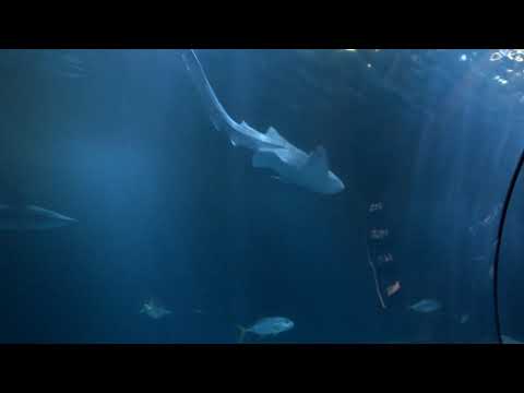 shedd-wild-reef-exhibit