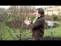 La taille des arbres fruitiers  comment bien tailler un fruitier truffaut