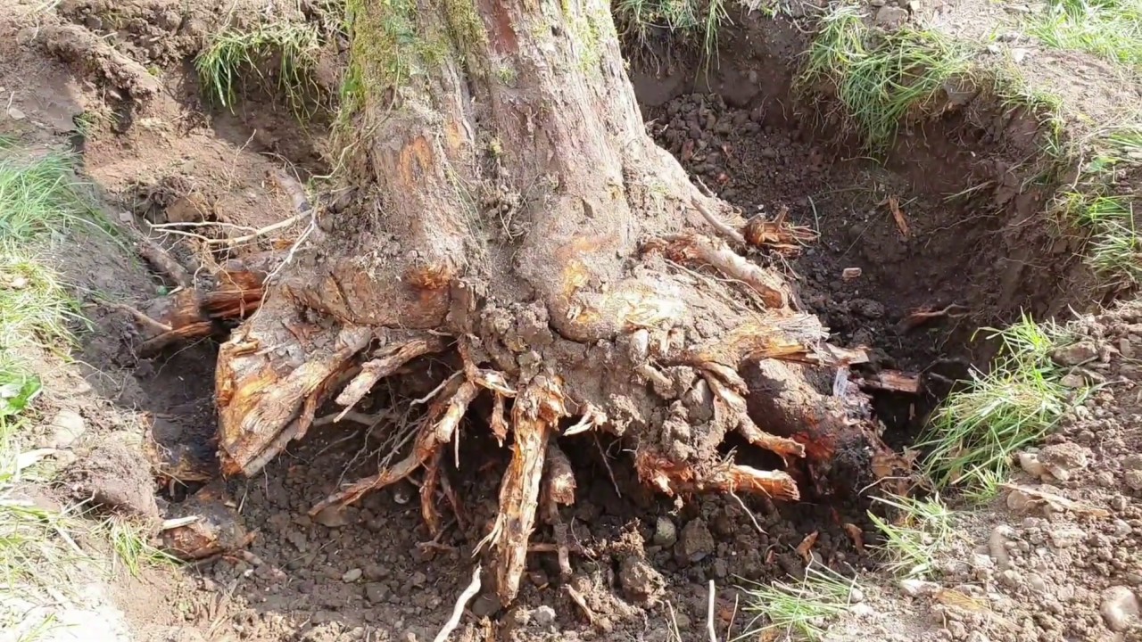 Digging Out A Tree By Hand YouTube