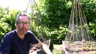 June on Peter's Plot: Earthing up Potatoes; Caring For Broad Beans by seedtoplate 8,066 views 10 years ago 10 minutes, 24 seconds