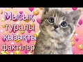 Мысықтар туралы қызықты фактілер!!!