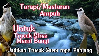 Terapi TRUCUKAN STRES biar cepat Gacor & PERANGSANG bunyi Trucukan agar CEPAT gacor ropel panjang