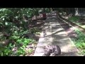 Caroline takes a stroll in the Monkey Forest