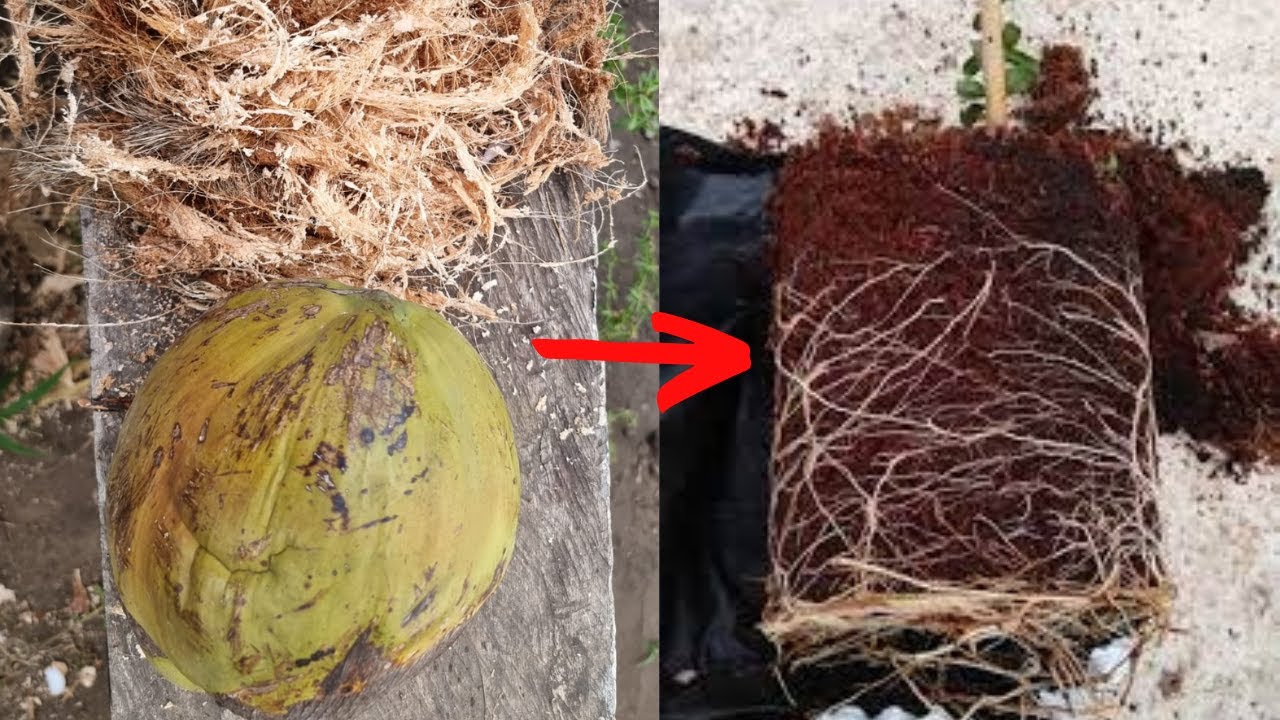 Como obtener FIBRA de COCO para nuestros esquejes o plantas - enraíza muy rápido