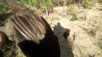 bẫy gà rừng mới  nhất chiều 19/1/2022 bổi mái vào phá đám