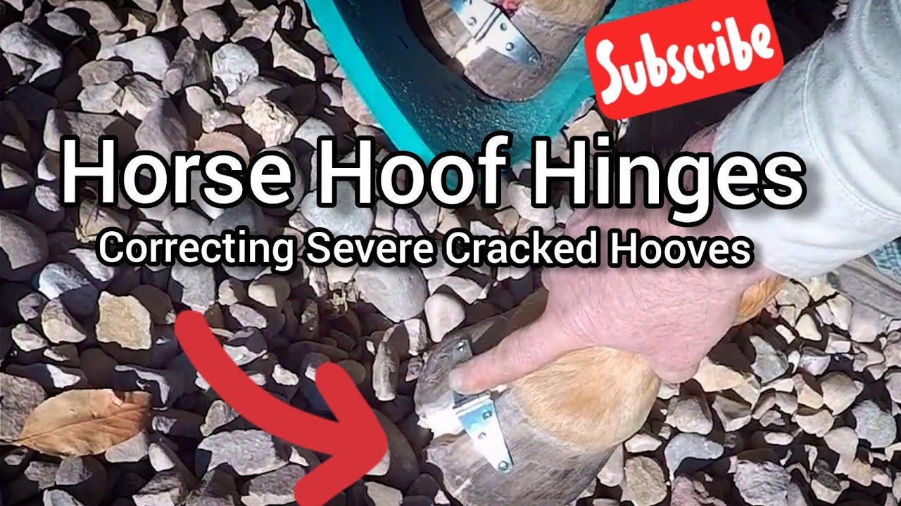 Horse Hoof Hinges (Correcting severe cracked horse hooves) RJF YouTube